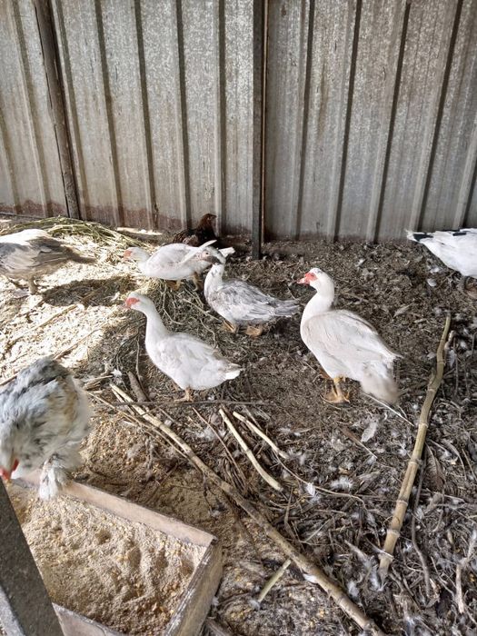 Продам молодых индоуток