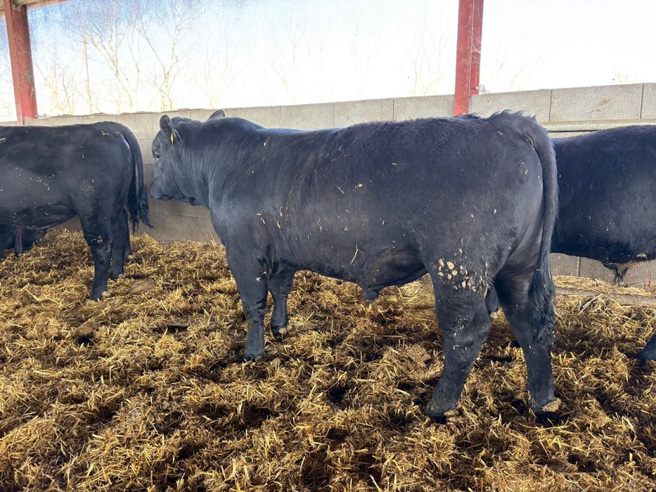 Tauri Aberdeen Angus