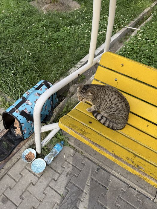 Нашли кота, вислоухий