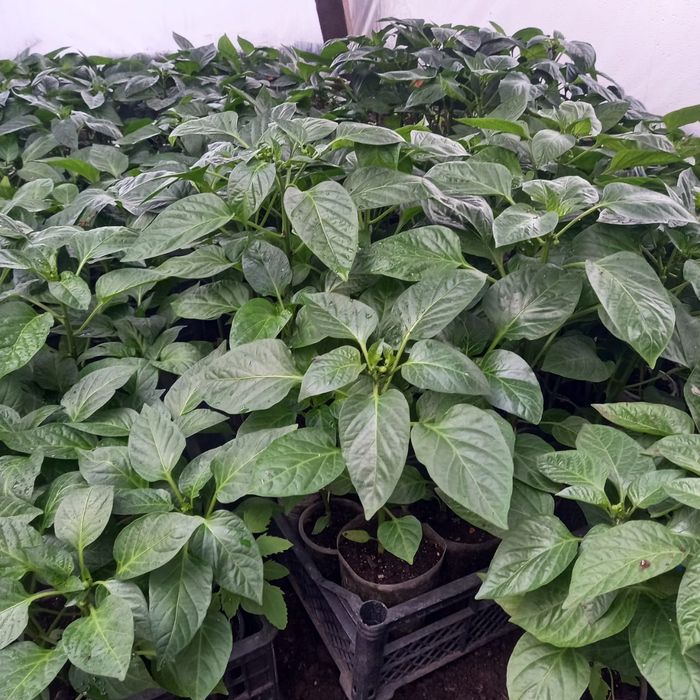 Продам рассаду из проффсемян