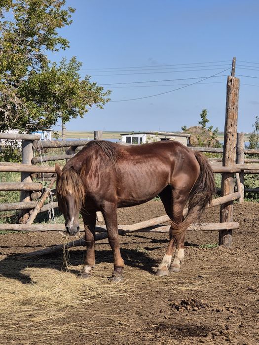 Продам?  Ездовой, Спокойный,