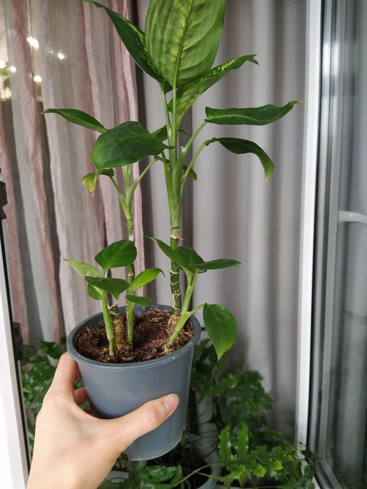 диффенбахия  в торфе