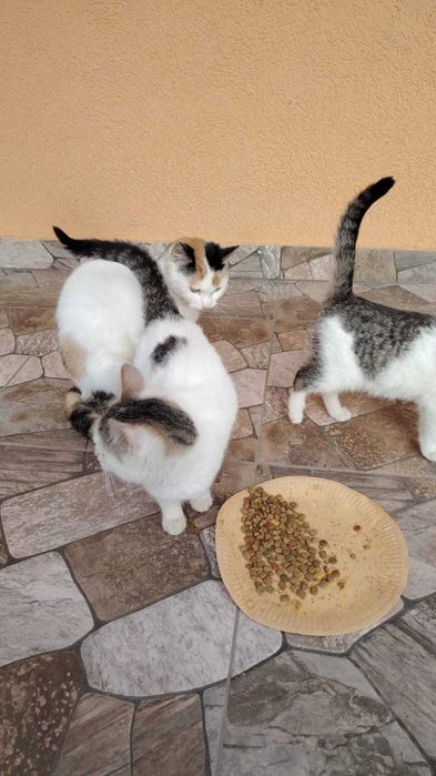 Donez pisicuțe pufoase și blânde au mai rămas doar 2