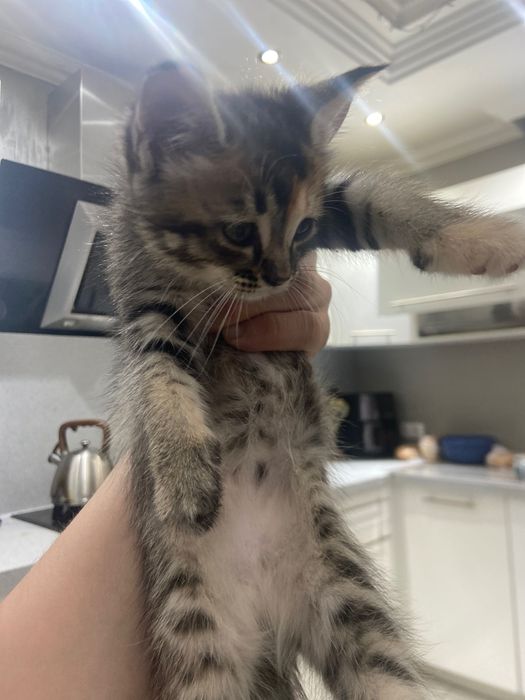 Отдам котят в добрые руки