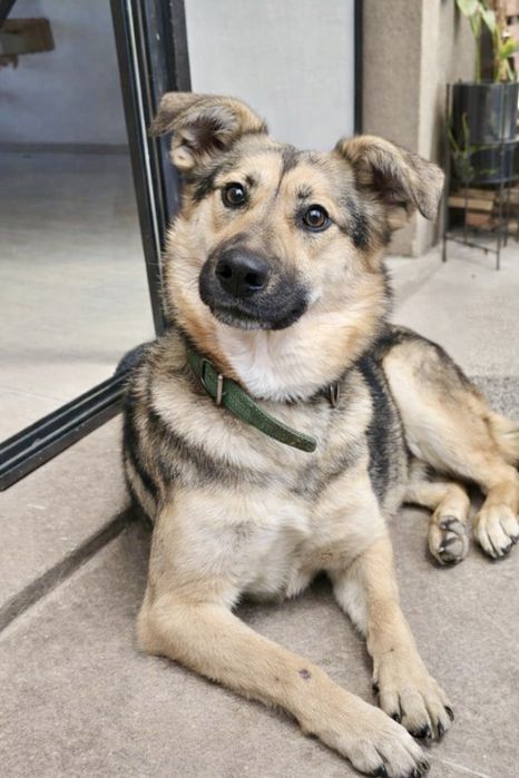 Собака мечты — спокойная, умная, добрая