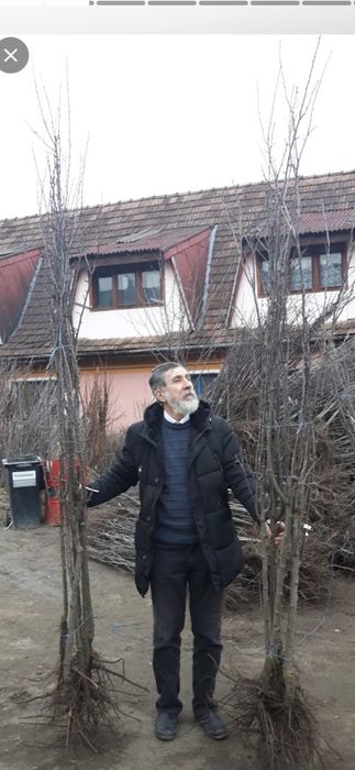 Prun Stanley Nuci Chandler Aluni Visin Castan.Ciresi.Afin Duke.Migdal.