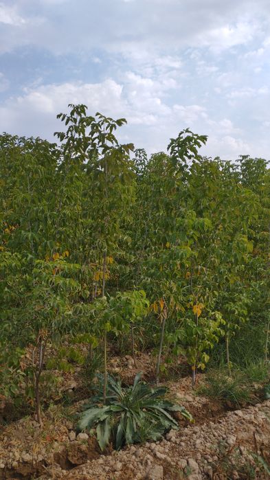 Саженцы Живой изгородь