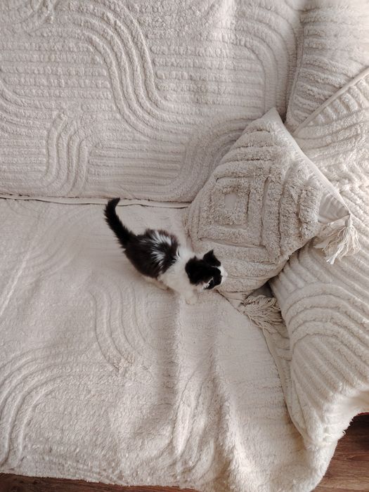 Отдам котёнка в добрые руки