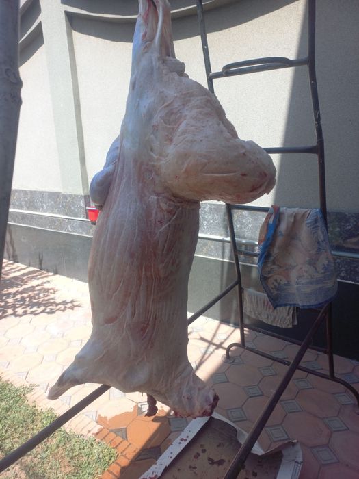 Qo‘chqor oborib so'yib beramiz Qassoblik xizmati sifatli qoylar