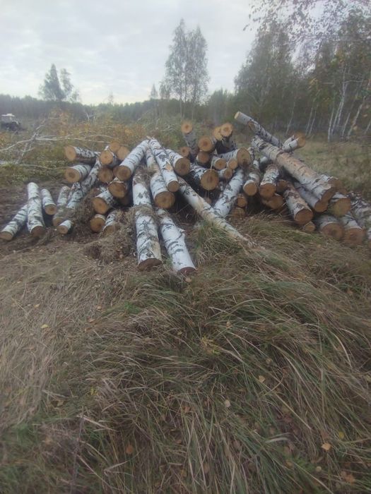 Ақ қайың берёза сатылады продается