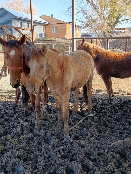 Жылкы . Соғым.Байтал. Тай!