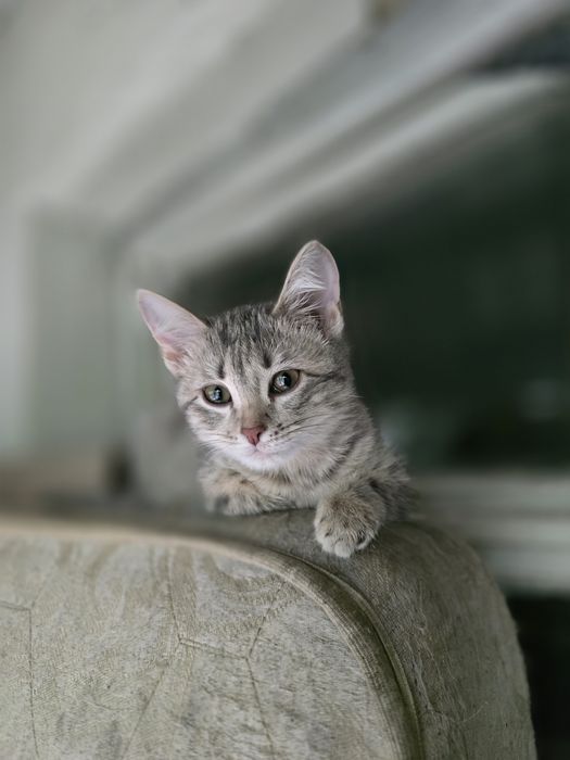 Кошечка в хорошие руки