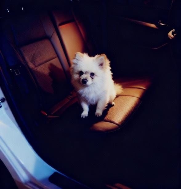 Мини  померанцкий Шпиц 2 годика мальчик