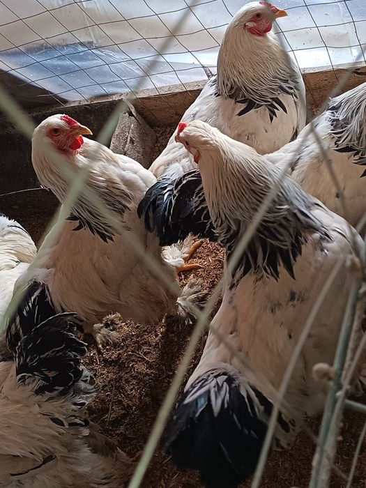 Vând Cocoși Brahma  serie tananara