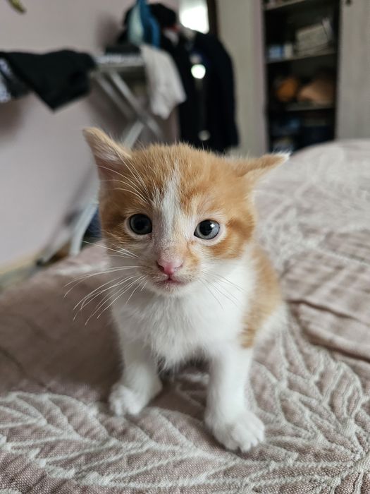 Отдам котят в хорошие руки