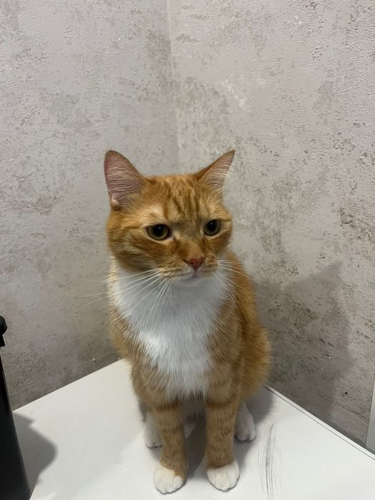 Кот Барсик 2 года