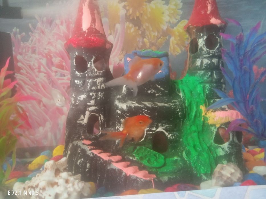 Akvaryum sotiladi baliqlari bn srochna