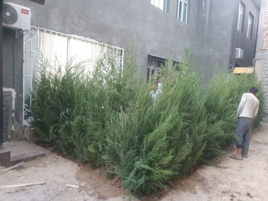 Арча маживелник кочатлари