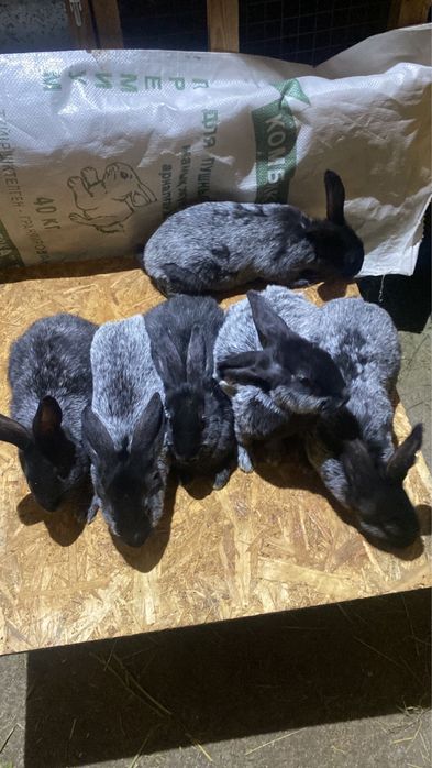 Продам кроликов