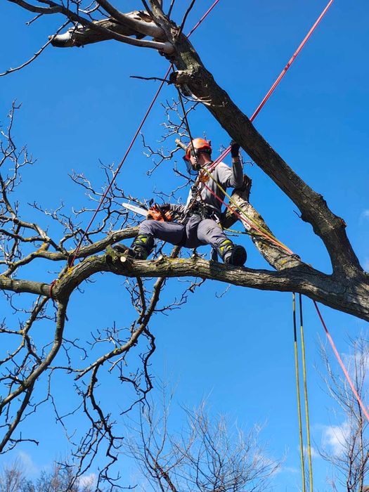 Рязане на опасни дървета