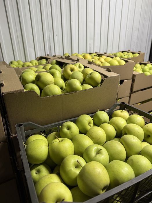 Продам яблоки золотой превосход