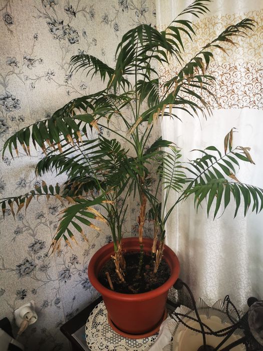 Домашние цветы большие