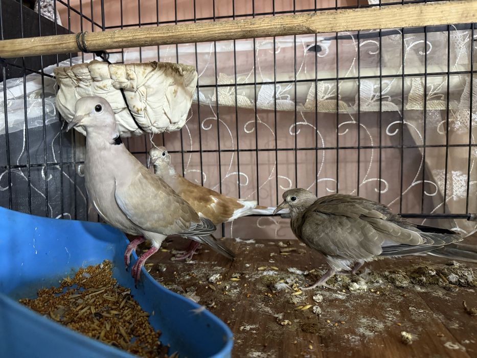Продам кольчатых Горлиц