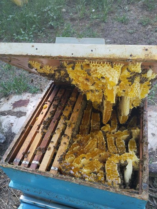 Билков пчелен мед