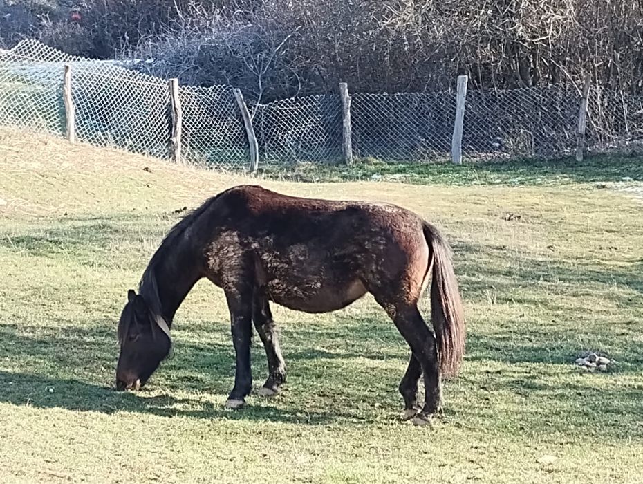 Iapa cu varsta de 1 an jumate