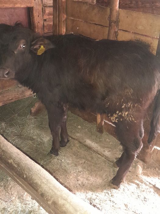 Vitei de bivolita de vânzare