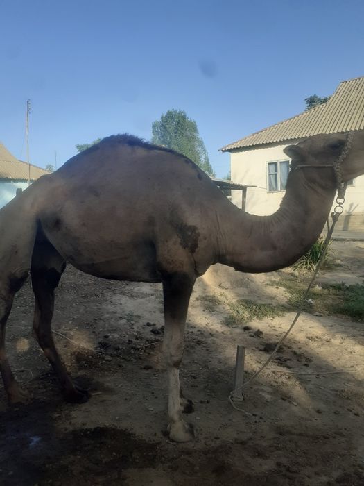 Туя сотилади! 1 та туккан