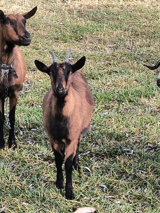 Pereche alpine disponibile