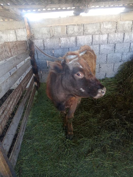 Қысыр сиыр сатылады байлауда тұр