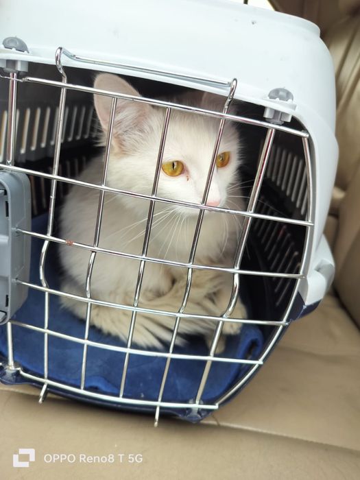 Кошечка в добрые руки