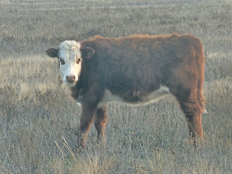 Продам подсосных телечок