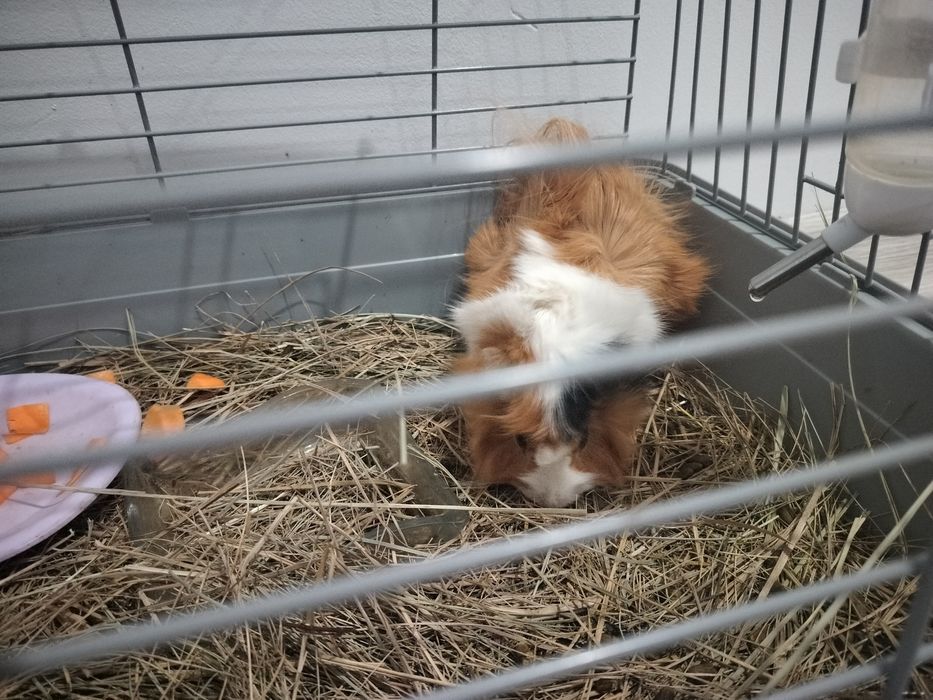 Продам морскую свинку