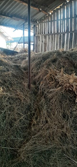 Vând lucernă vrac calitate foarte bună