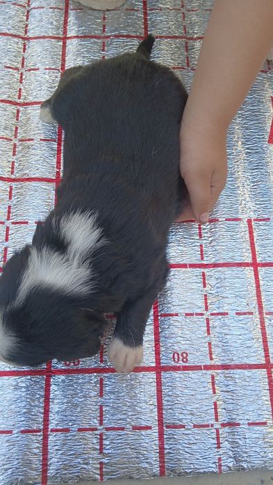 Гайир соглом кучук болалари