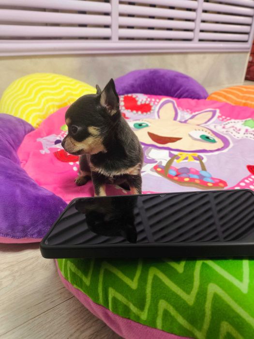 Продаётся мальчик Чихуахуа темно лилового подпалого окраса