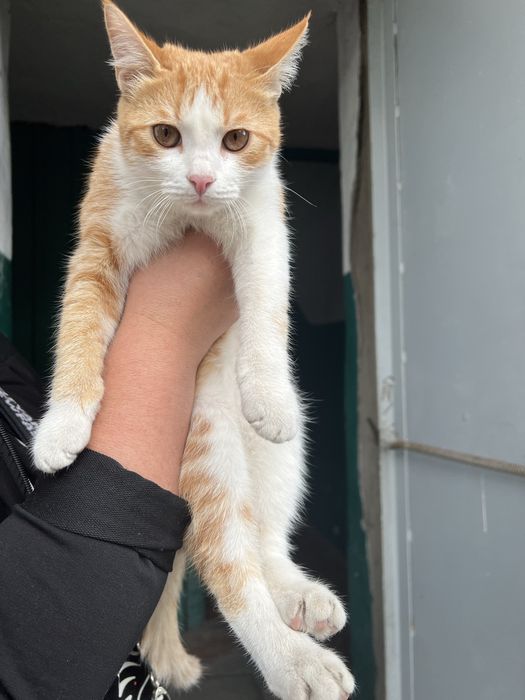 Отдам котика в хорошие руки