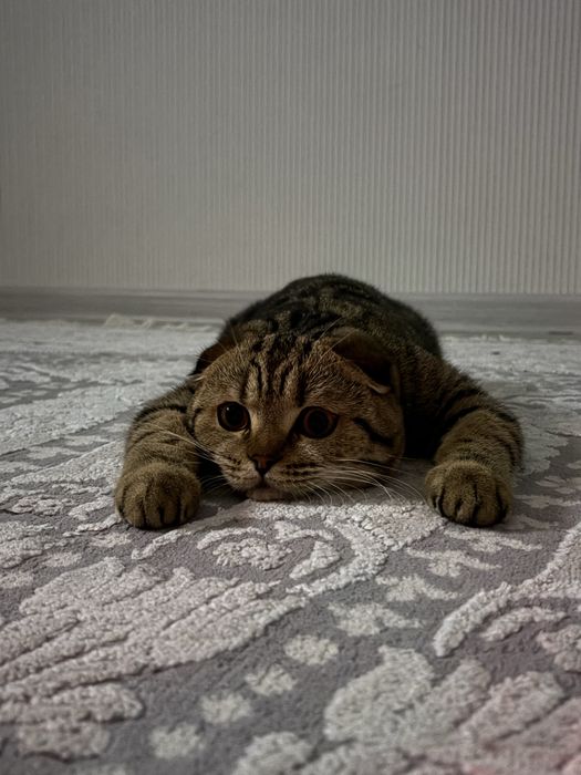Шотландская вислоухий кот.