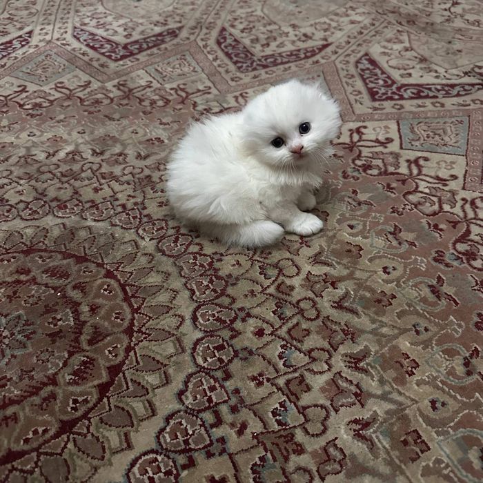Вислоухие котята