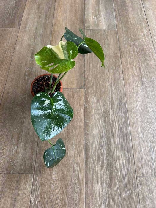 Monstera thai constellation