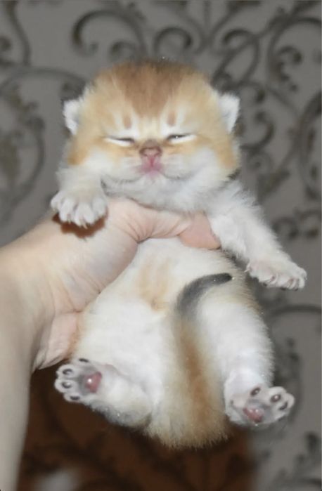 Золотые котята шиншилята