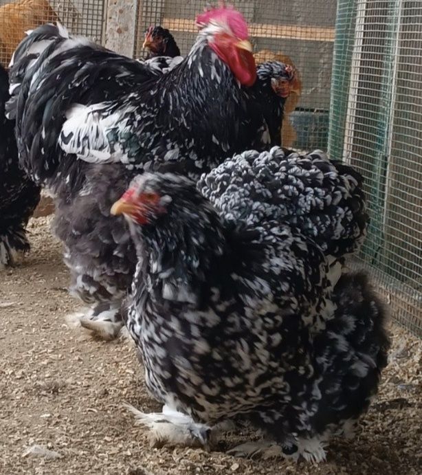 Koxinxin mramr va paliviy tuxumlari sotuvda