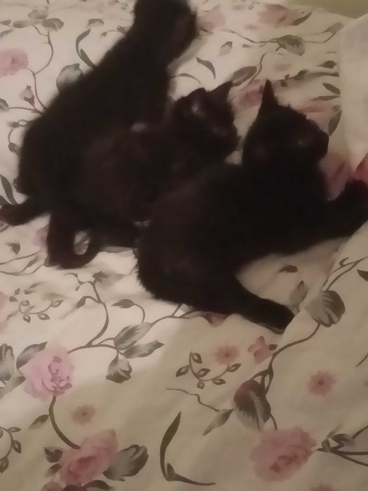 котята мышеловы. ,добрым людям