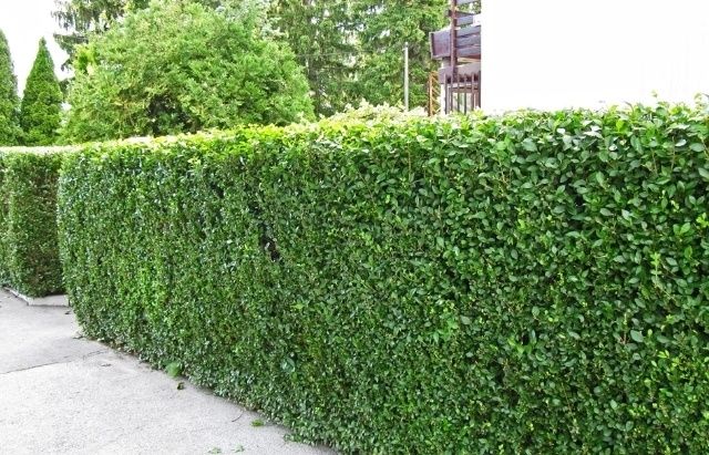 Лигуструм вечно зелен храст