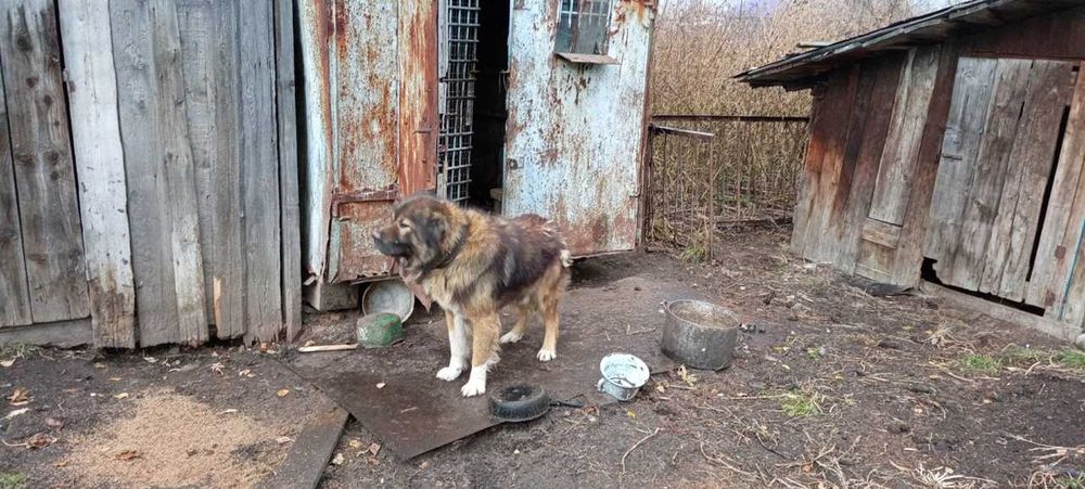 Собака ищет домик