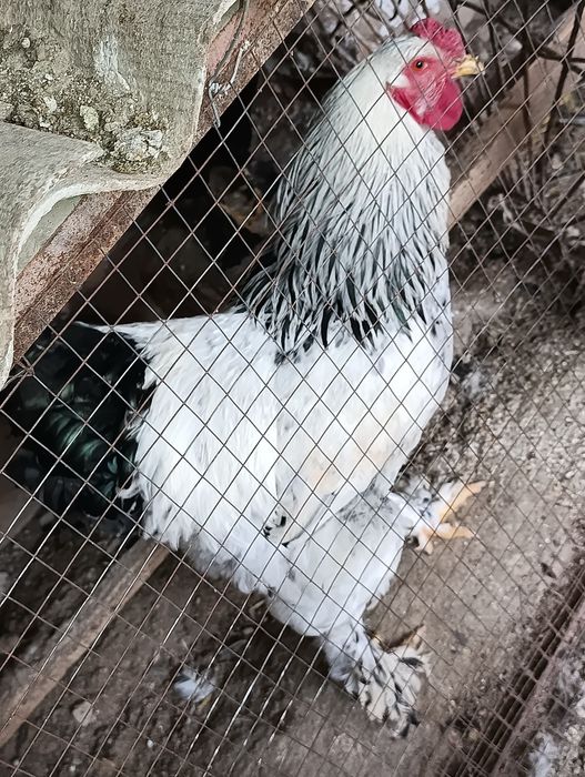 Brama xo'roz sotiladi