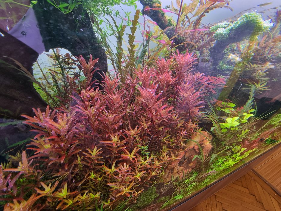 Plante naturale Acvariu pachete mari